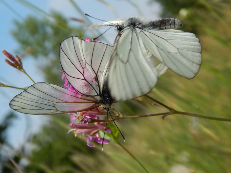 Aporia crataegi... una settimana dopo.